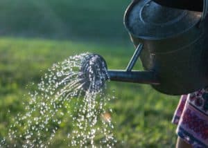 metal watering can pouring water out to hydrate plants