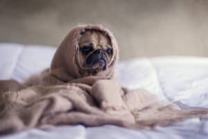 sad looking pug under a blanket with face peering out