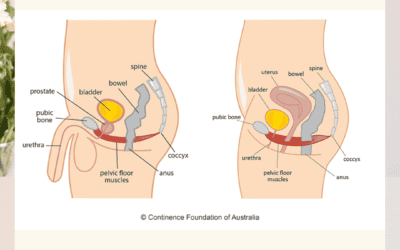Pelvic Floor & Digestive Health: What You Need to Know
