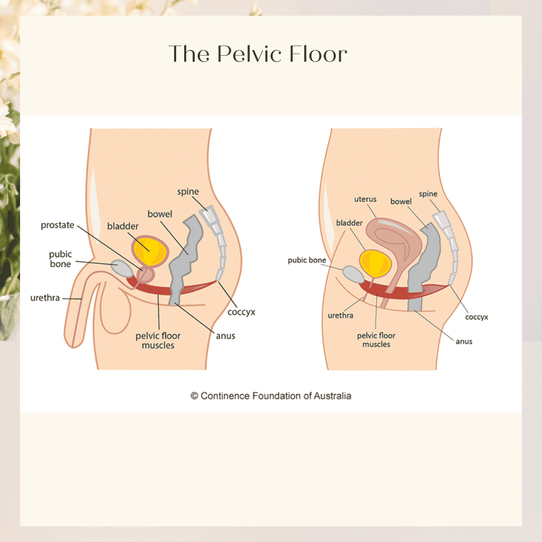 Graphic of male and female pelvic floor anatomy